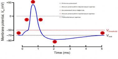 Aksiyon Potansiyeli
